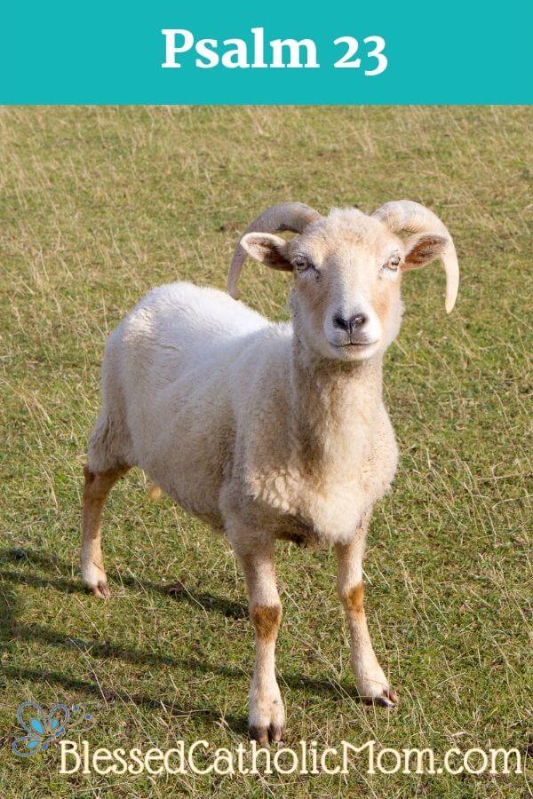 Image of a lamb standing on grass looking directly into the camera.