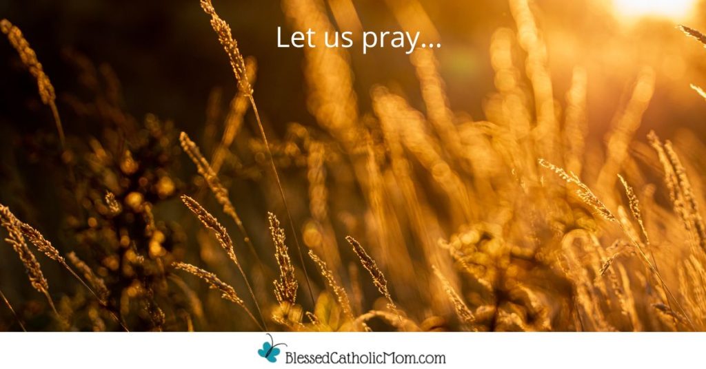 Image of a field of wheat. Above it are the words Let us pray... and below is the logo for Blessed Catholic Mom.